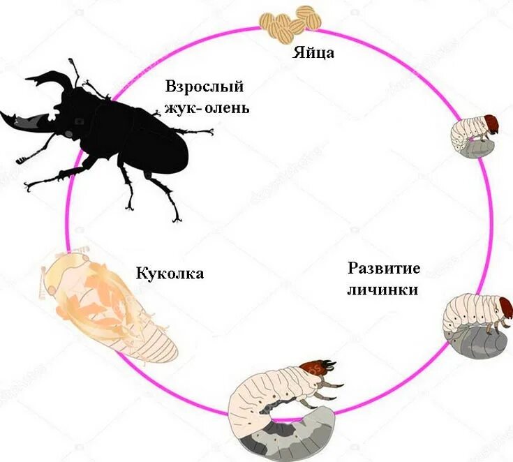 Какое развитие у жуков. Цикл развития майского жука. Жизненный цикл жесткокрылых Жуков. Жизненный цикл майского жука. Цикл развития майского жука схема.