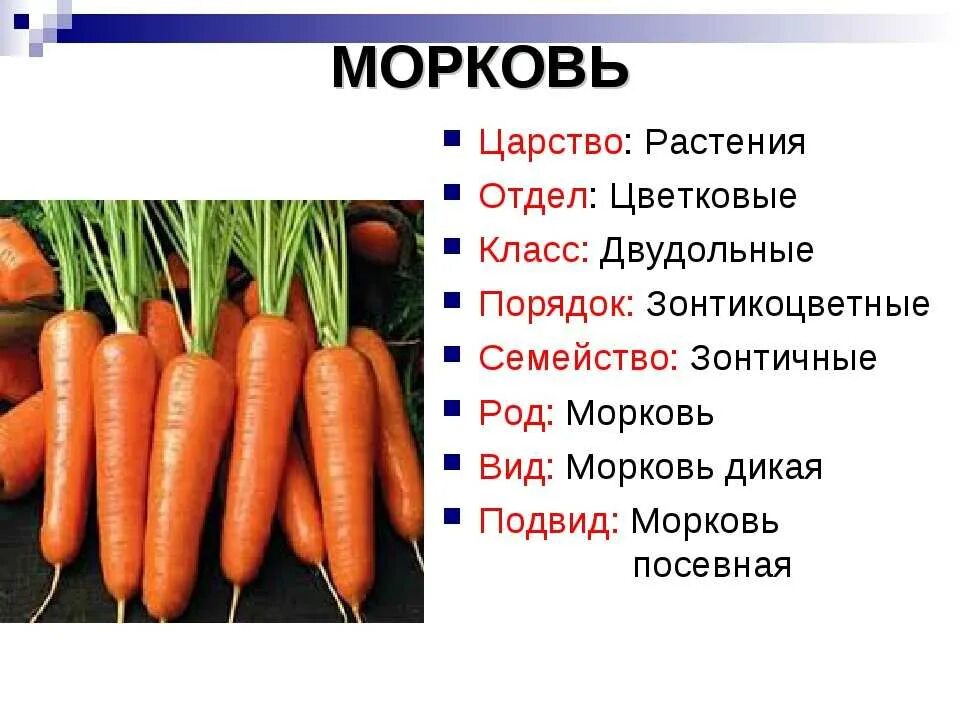 Систематическое положение моркови. Классификация моркови. Морковь семейство. Систематика морковки.