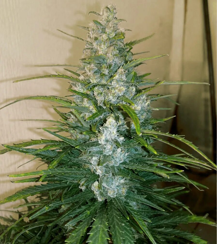 Канабис сорт горилла. Girl scout cookies auto. Banana purple punch auto. Гуд авто руставели. Best auto отзывы.