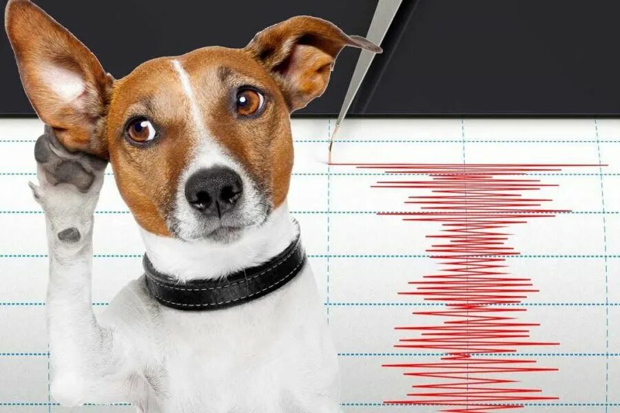 Беспокойство животных. Животные предсказывающие землетрясения. Животные перед землетрясением. Собаки перед землетрясением. Беспокойное поведение животных.