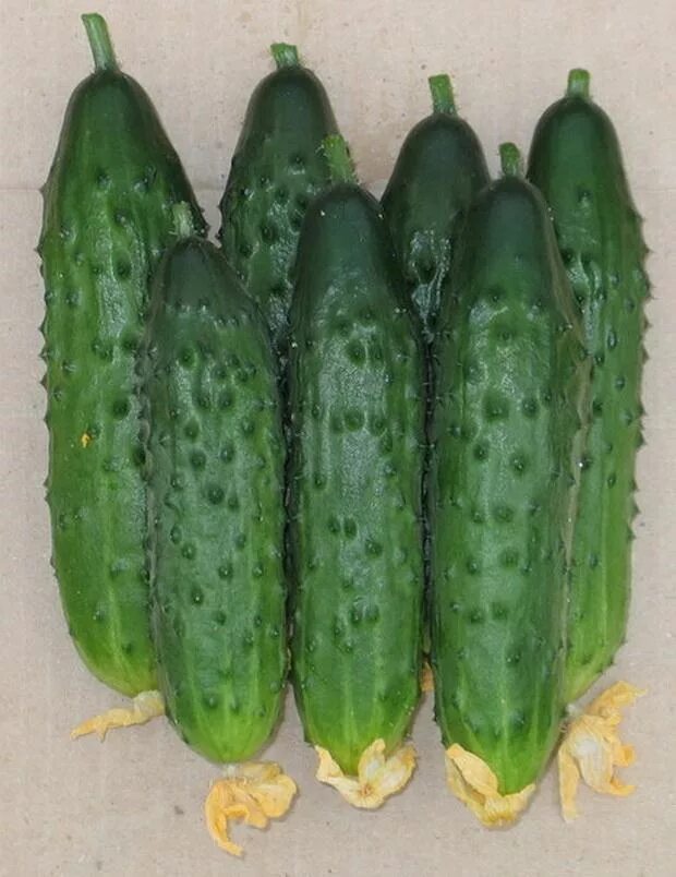 Какой сорт огурца