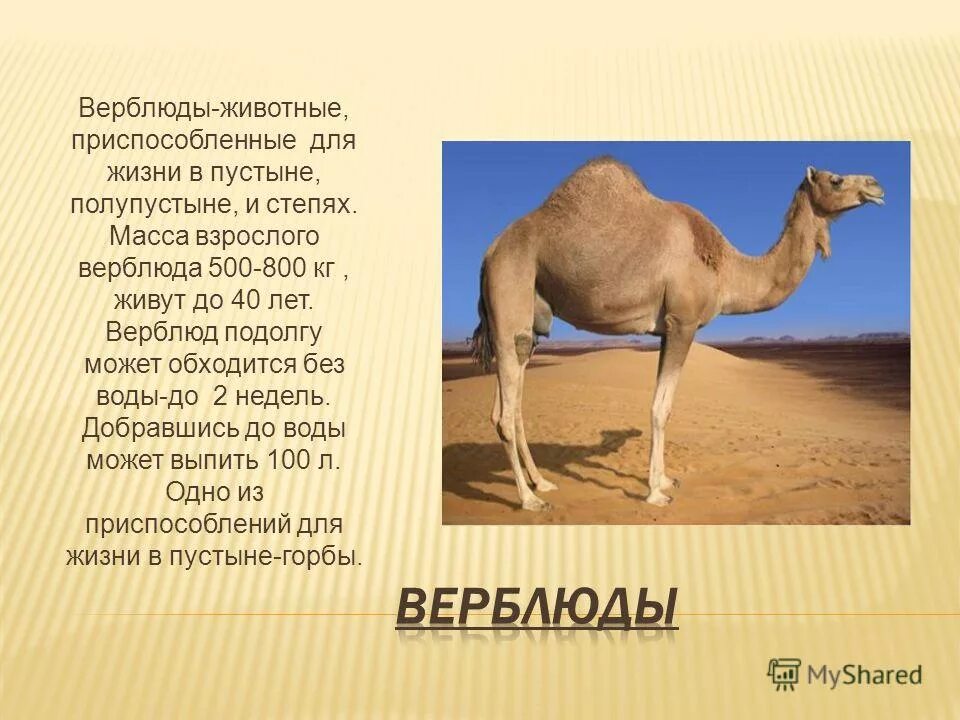 Верблюды в пустыне 4 класс. Животные зоны пустынь верблюд. доклад про верблюда. интересные факты о животных пустыни. животные приспособленные жить в пустыне.