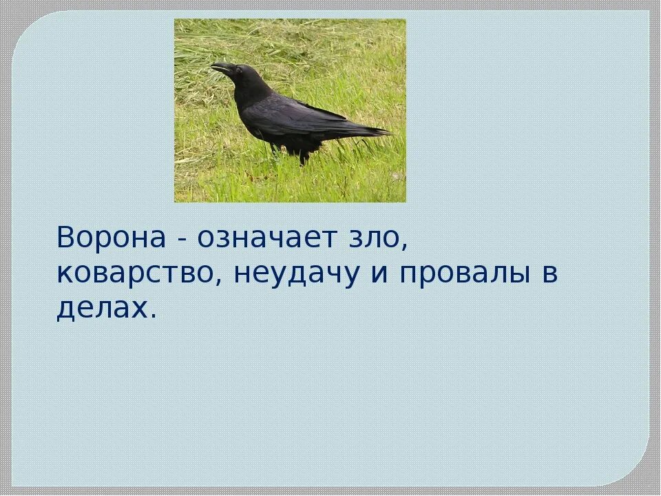 Предсказание от черного ворона пессимиста 9 букв. Что символизирует ворона. Что символизирует ворон. Ворон что символизирует птица. Ворона символ чего.