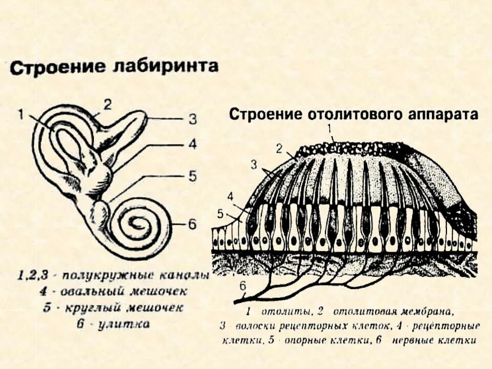 Строение мешочков. Рецепторы отолитового аппарата расположены в. строение отолитового аппарата.