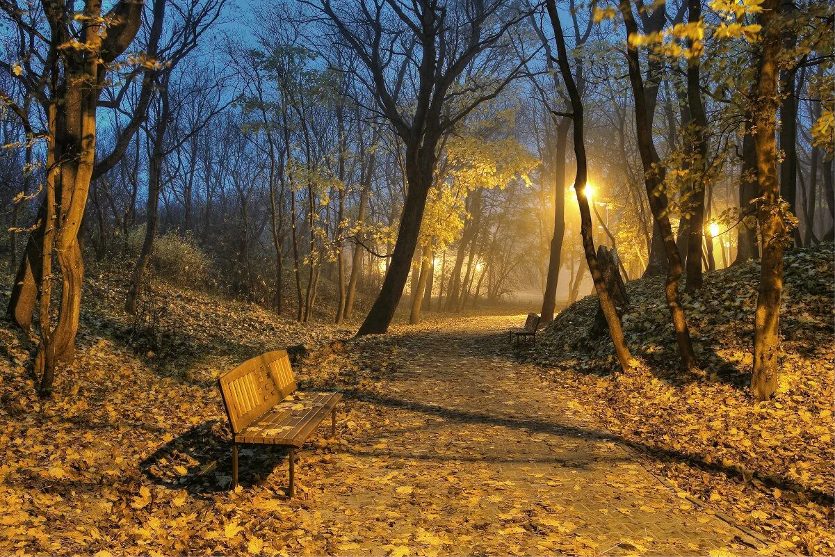 Парк солнце. Осеннее утро в парке. Осень парк ноябрь солнце. Осенний парк. Осенний дождливый парк.