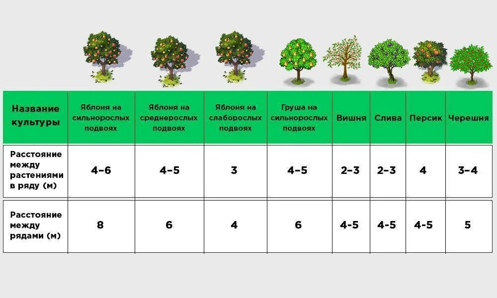 Схема посадки плодовых деревьев. Схема выращивания плодовых саженцев. Схема посадки плодовых кустарников. Крона взрослой яблони диаметр.