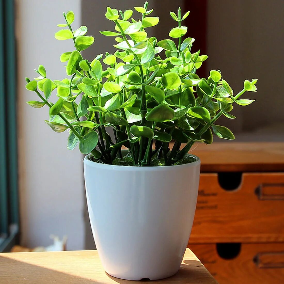 миниатюрные цветы в горшках. небольшие комнатные растения. цветы суккуленты бонсай. оксалис четырехлистный. горшок для суккулентов.