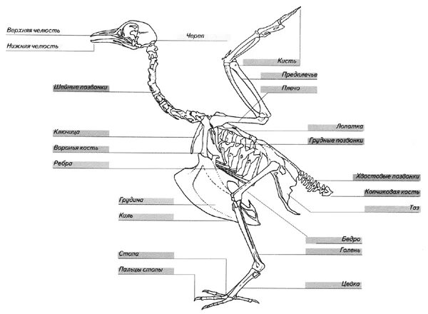 Строение скелета курицы. Внутренне строение птиц скелет. Внешнее строение Фламинго. Скелет Фламинго строение Фламинго.