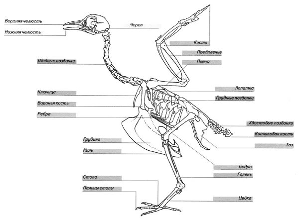 Внешнее строение Фламинго. Внутреннее строение пеликана. Внешнее строение аиста. Строение скелета птицы.