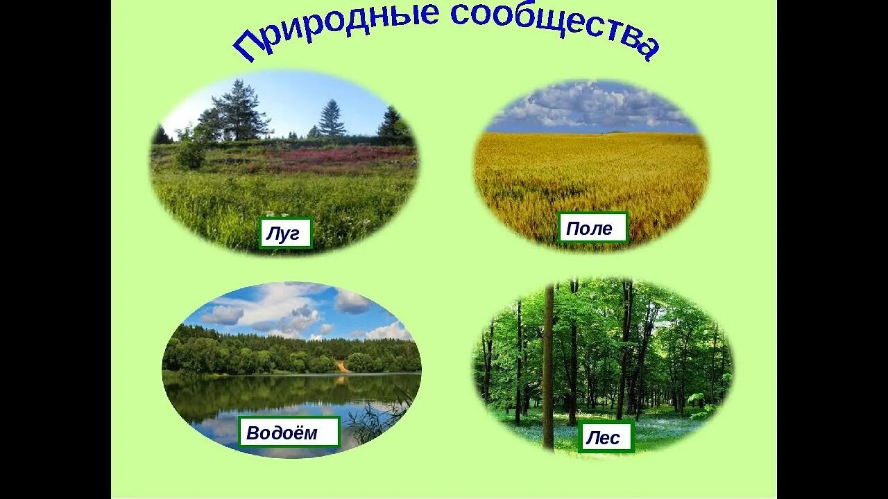 4 примера природных сообществ. Природное сообщество лес. Изображение природных сообществ. Природное сообщество луг. Природное сообщество лес луг.