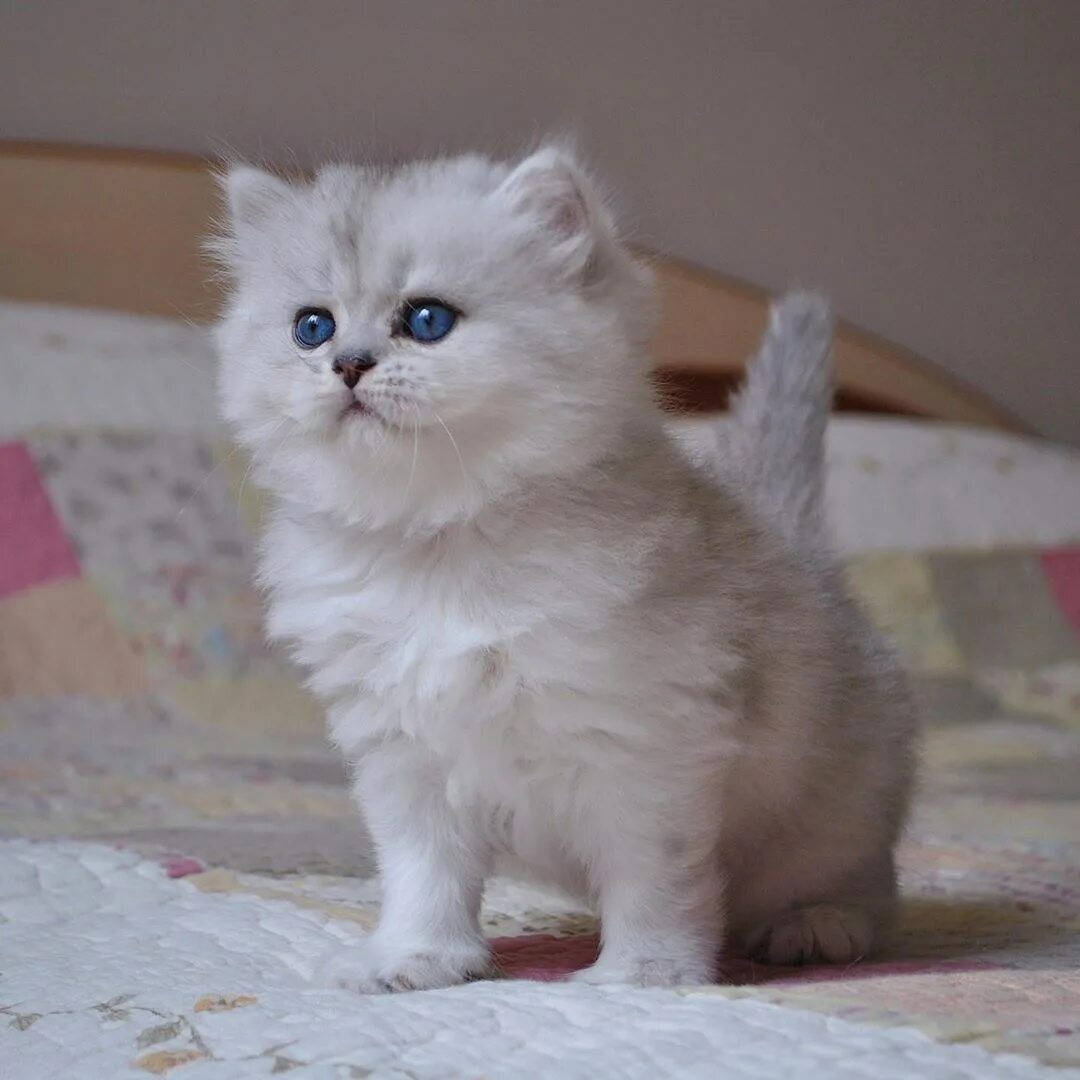 Британский кот серебристая шиншилла. Шиншилла кошка. Британская шиншилла сильвер. Британский кот шиншилла. Британец кот серебристая шиншилла.