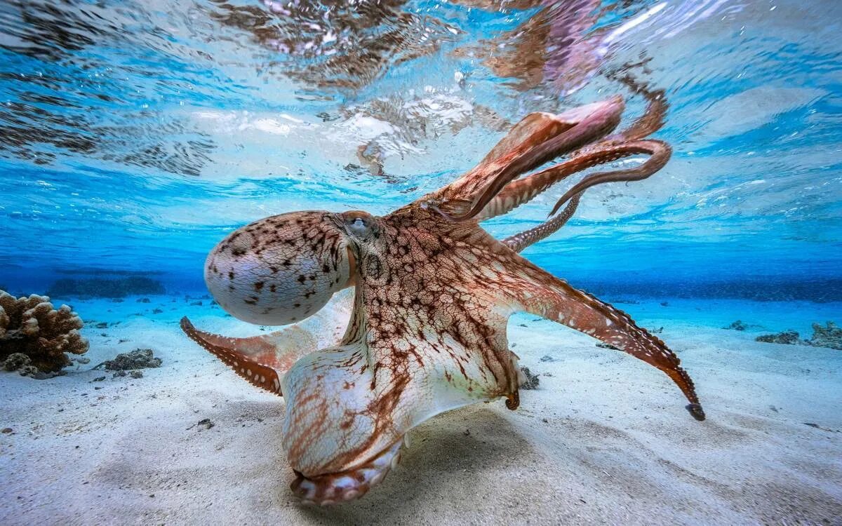 Много морских животных