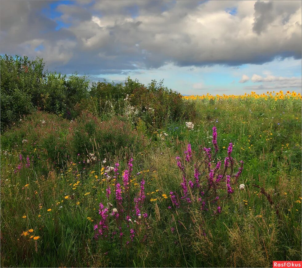 Дом в поле травы по пояс. На дальней станции сойду трава по пояс картинка. На дальней станции. На дальнее сойду трава. Трава по пояс фото.
