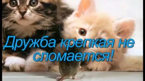 Дружба крепкая без слов