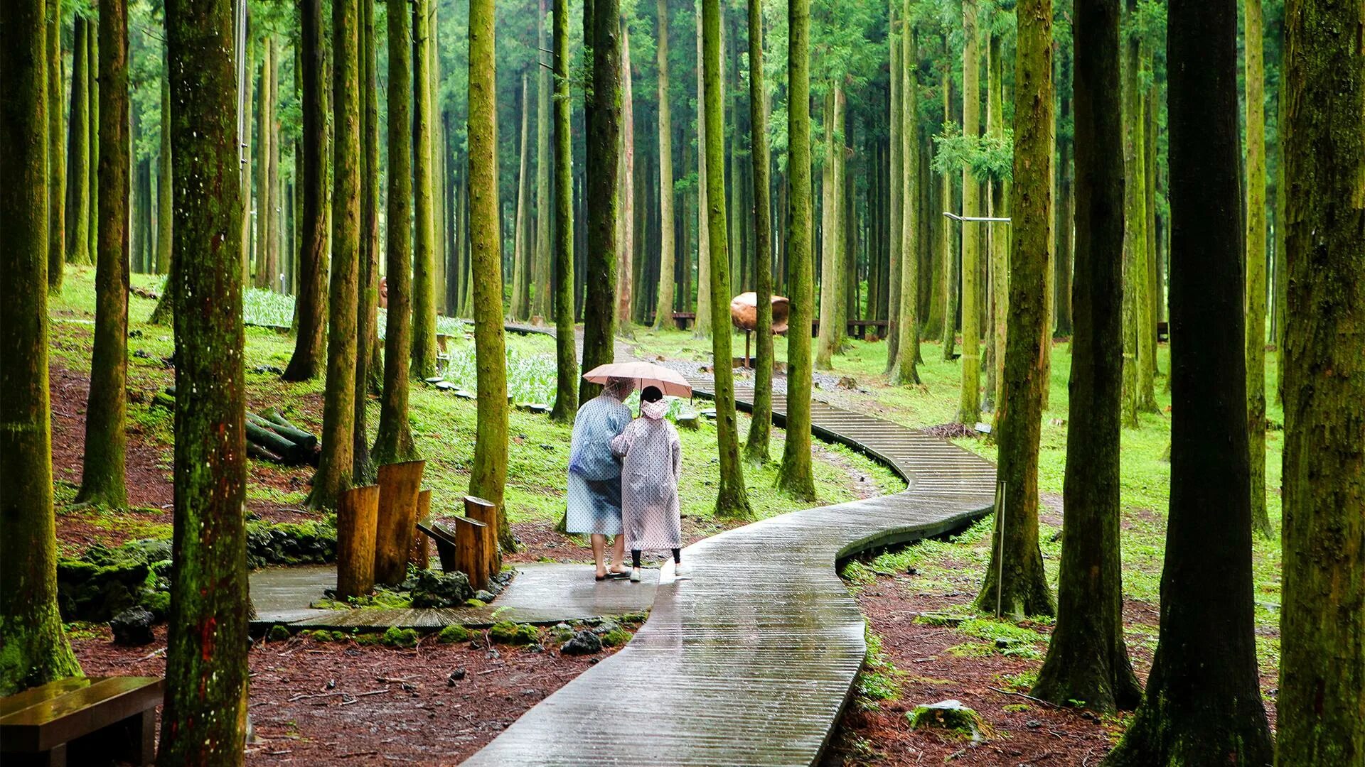 Relaxing walks. Южная Корея остров Чеджу. Relaxing Day. Human Health and Forests. Rainforest Walking.