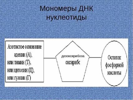 Каждый нуклеотид мономер днк содержит