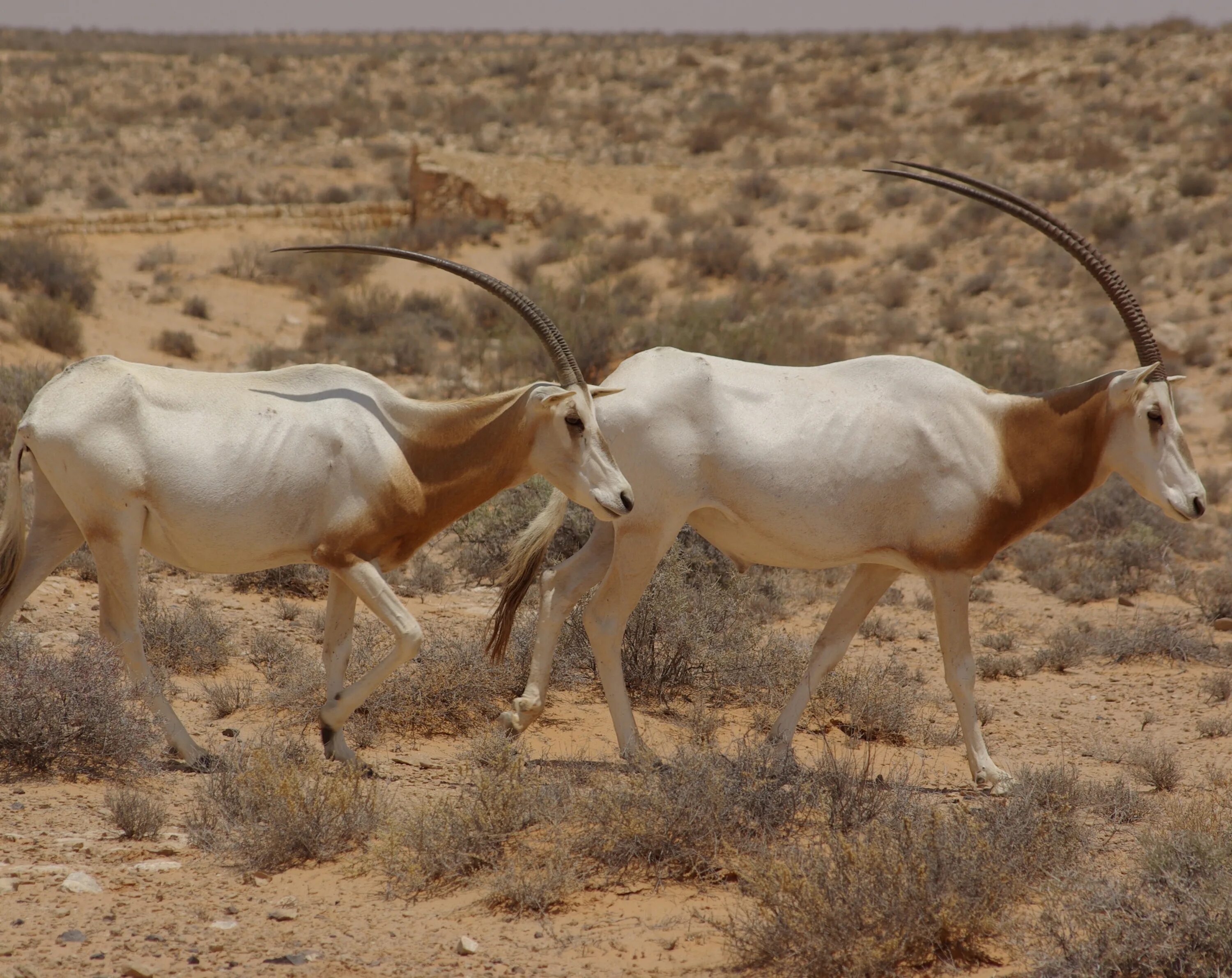 Сахарский Орикс. Аравийский Орикс. Дубай Орикс антилопа. Oryx dammah.