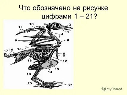 Что обозначено на рисунке цифрой 1