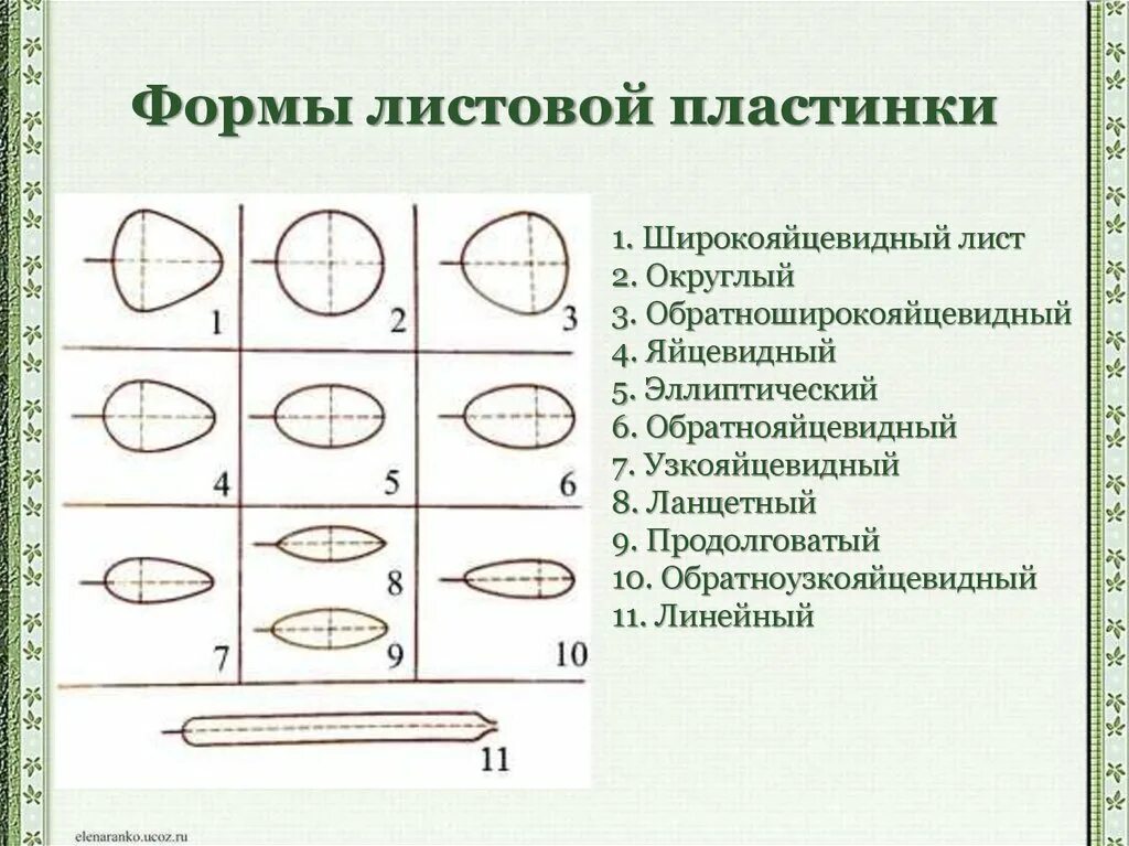 Продолговатый округлый. Фора листовой пластинки линейная. Форма листовой пластинки яйцевидная. Форма листовой пластинки ланцетная. Формы листовой пластинки таблица.