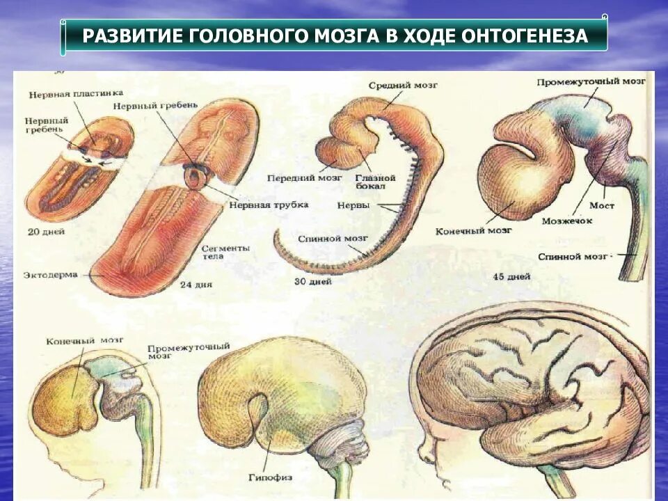 Внутриутробное развитие мозга. 12. Закономерности созревания структур мозга в онтогенезе.. Стадии формирования головного мозга. Этапы развития головного мозга анатомия. Эмбриональное развитие головного мозга.