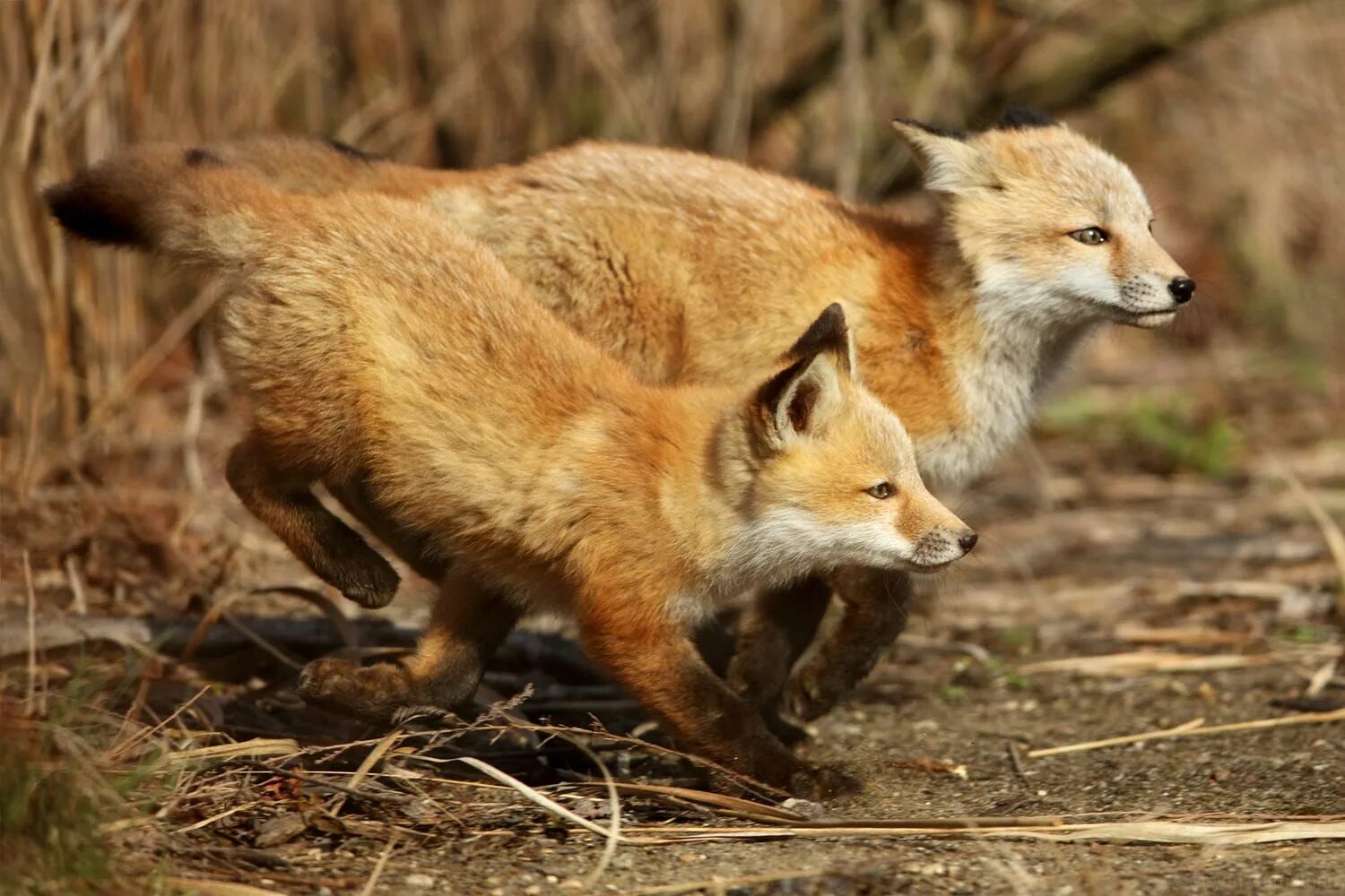 Red fox 2. Лиса. Рыжие лисы. Красная лиса. Лиса с лисятами.