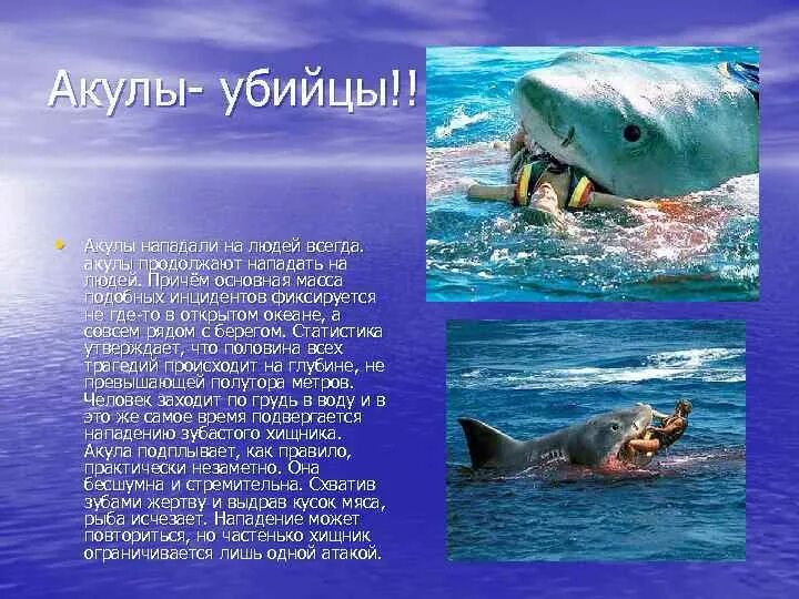 Почему акулы всегда в движении. По гороскопу акула рыба. почему акулы стали подплывать к берегам.