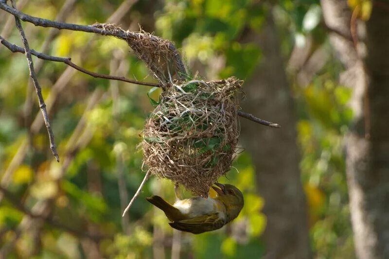 Весной птицы вьют гнезда. Гнездо для птиц.. Птица строит гнездо. Гнездование птиц весной. Вить гнездо.