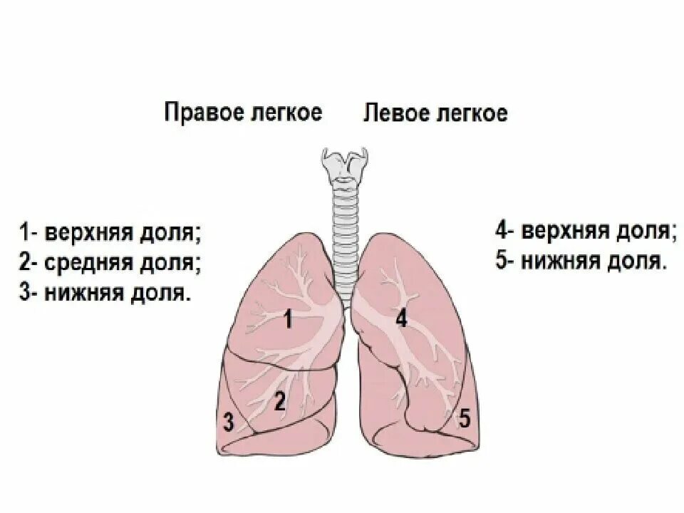 Размеры долей легкого. Доли в правом и в левом легком. Количество долей правого легкого.