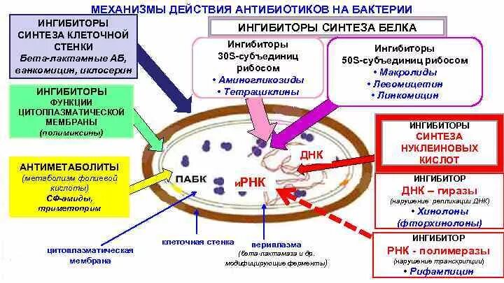 Классификация антибиотиков по механизму действия микробиология. Схема действия антибиотиков на микробную клетку. Механизм действия антибиотиков микробиология. Антибиотики по механизму действия микробиология. Ингибиторы белка