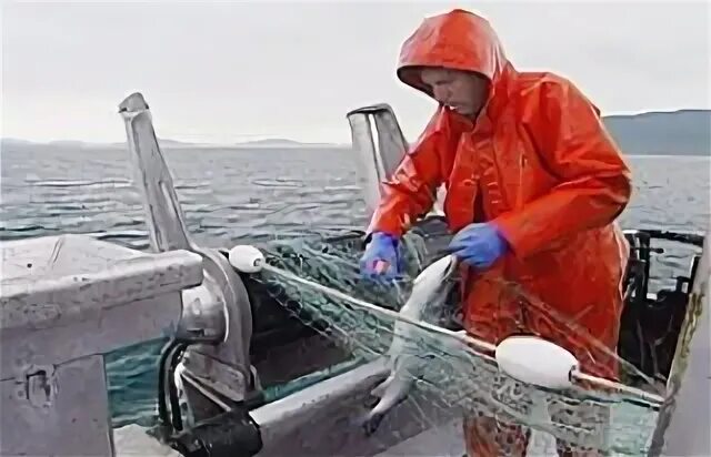 Программа аляска. Дальний Восток. Морской краб. Добыча краба на Дальнем востоке. Как ловят лобстеров на море.