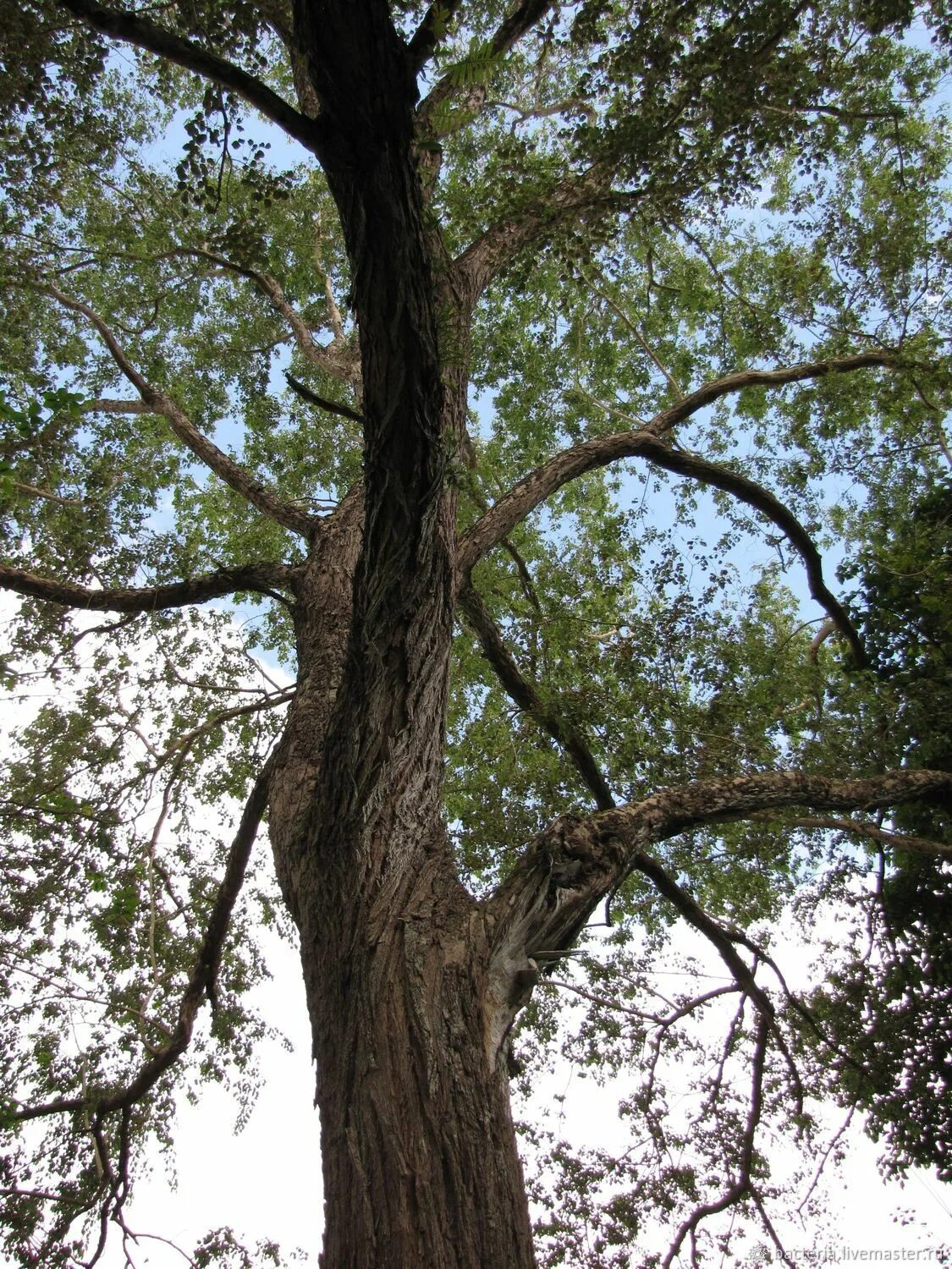 Dalbergia sissoo. Dalbergia sissoo древесина. Розовое дерево дальбергия. Бразильский палисандр Dalbergia nigra.