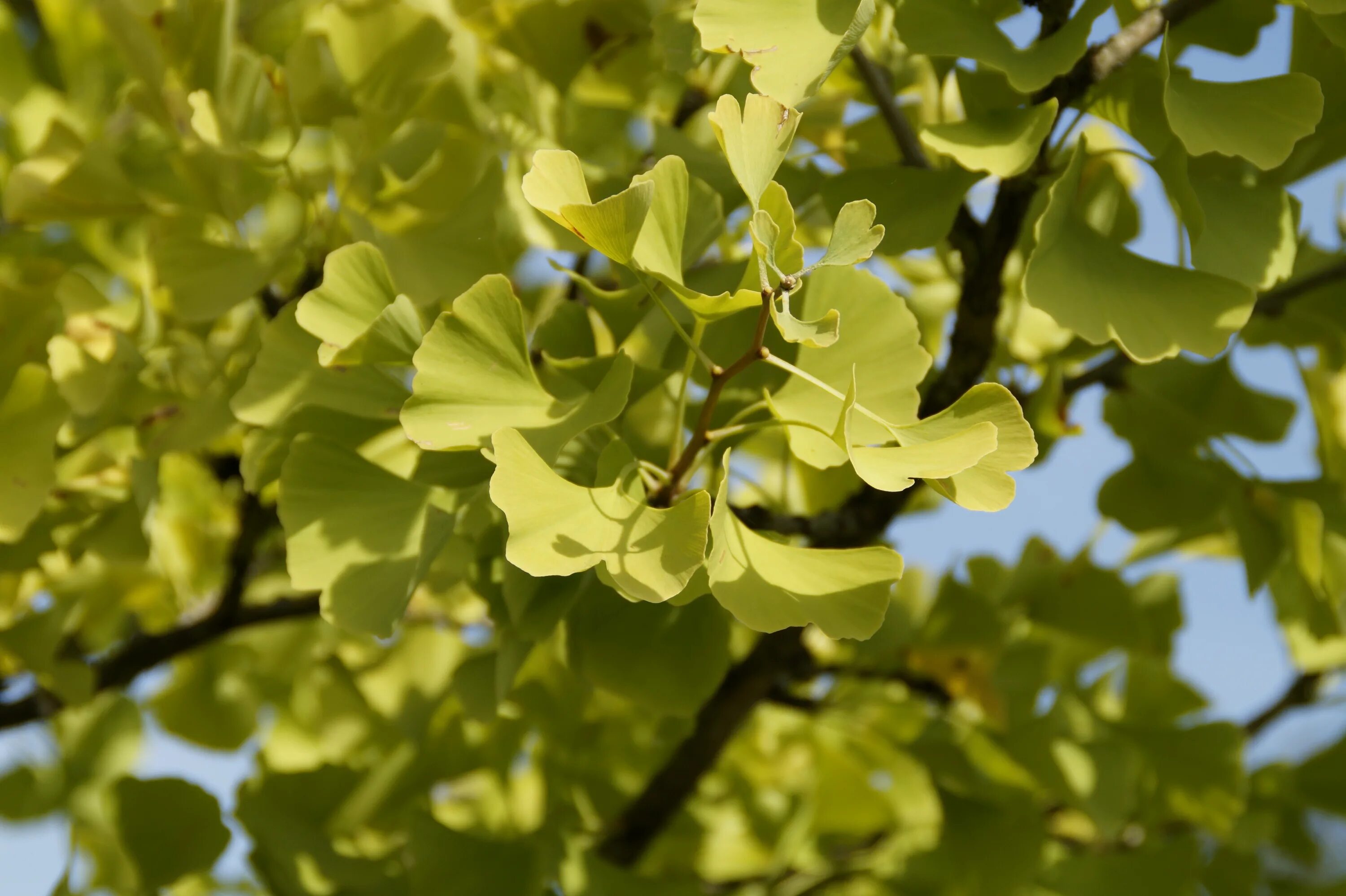 Виноград гинкго. Гинкго билоба двулопастный. гинкго двулопастный (ginkgo biloba). дерево гинкго двухлопастное. гинкго билоба дерево.