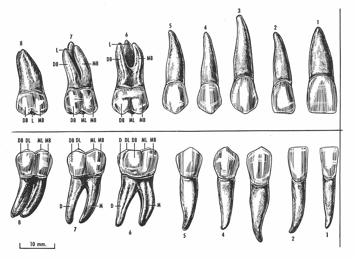 Зубы верхней челюсти челюсти анатомия. Анатомия зубов нижней челюсти для зубных техников.