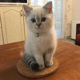 Ко т