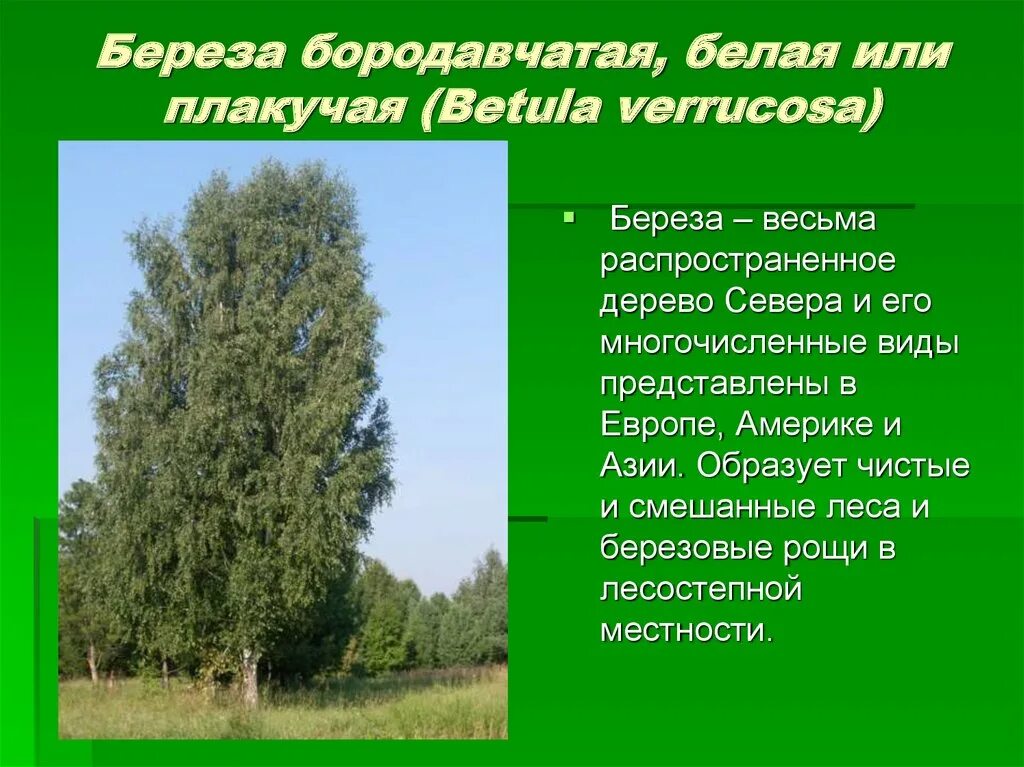 Где растет береза в какой природной зоне. Береза бородавчатая Betula. Береза повислая (бородавчатая). Береза бородавчатая систематика. Береза бородавчатая (Bétula péndula).