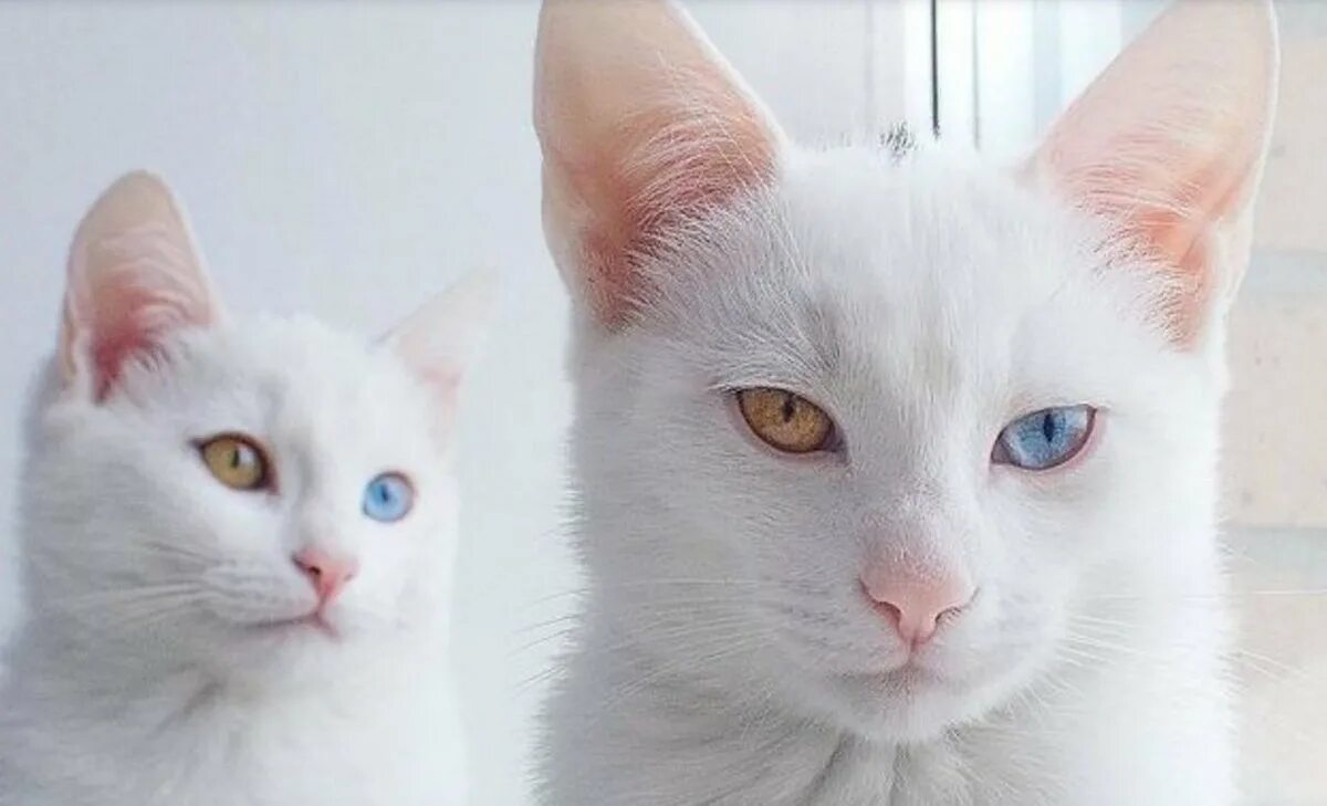 Какого цвета белый кот