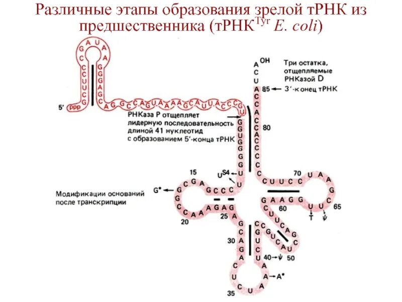Образование т рнк. Образование т рнк. Активация аминокислот, образование аминоацил-т-рнк. Аминоацил-трнк-синтетаза механизм. Образование т рнк.