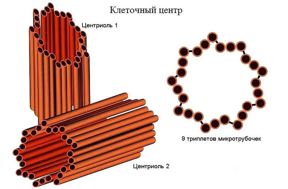 Клетка клеточный центр рисунок. Органоид клеточный центр строение и функции. Центриоли клеточного центра. Клеточный центр центросома рисунок. Клеточный центр строение рисунок.