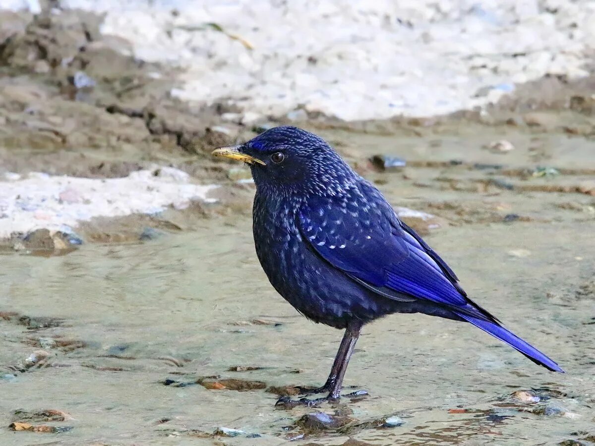 Синяя птица памира. Лиловый Дрозд (Myophonus caeruleus). Синяя птица лиловый Дрозд. Синий Дрозд. Синий Дрозд Дагестан.