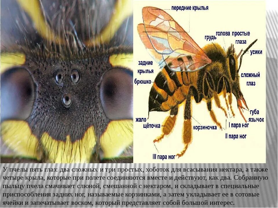 Строение глаза пчелы. Пять глаз у пчелы. Строение сложного глаза пчелы. Расположение глаз у пчел.