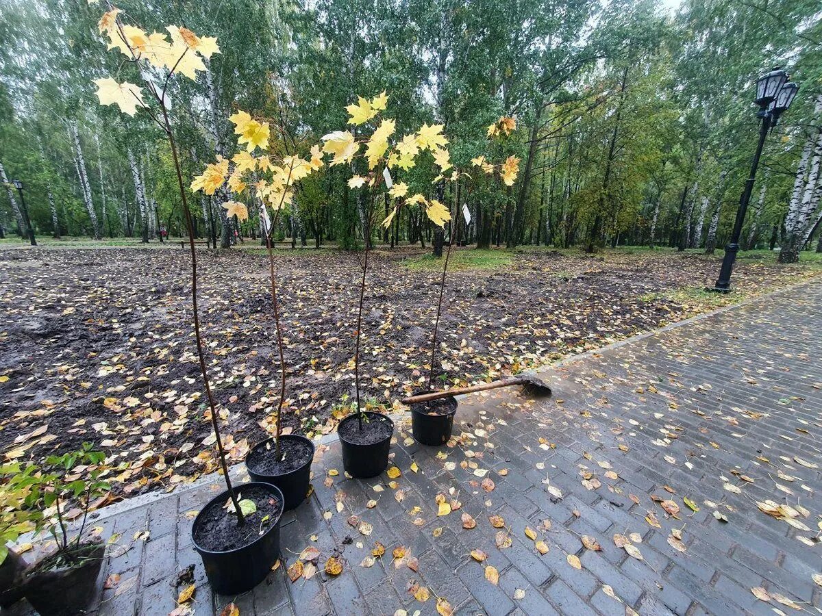 Посадив парке 4 дерева. Ревда парк Победы высадили. Ревда сот рябина. Посадка деревьев 9 школа Ревда. В парке посадили лиственницы.