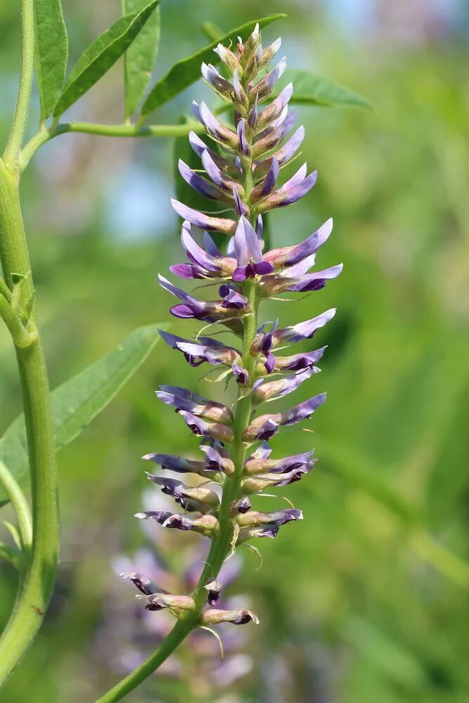 Солодка Glycyrrhiza glabra. Лакрица Солодка растение. Растения Glycyrrhiza glabra. Лакрица корень солодки. Солодка лакрица