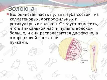 Волокна пульпы