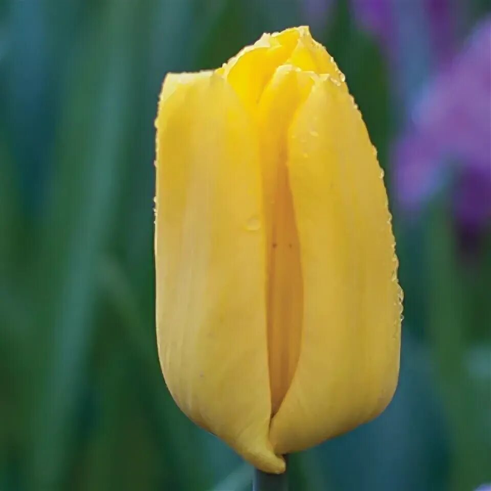 Yellow master. тюльпан желтый в фольге. Yellow master. тюльпан йеллоу мастер. елоу мастер тюльпаны еллоу.