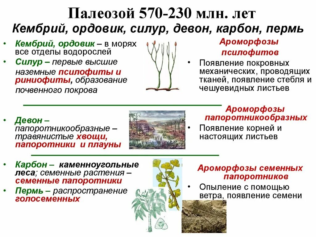 Ароморфозы эры палеозой. Ароморфозы растений палеозойской. Ароморфозы риниофитов. Палеозой основные ароморфозы. Появление псилофитов.