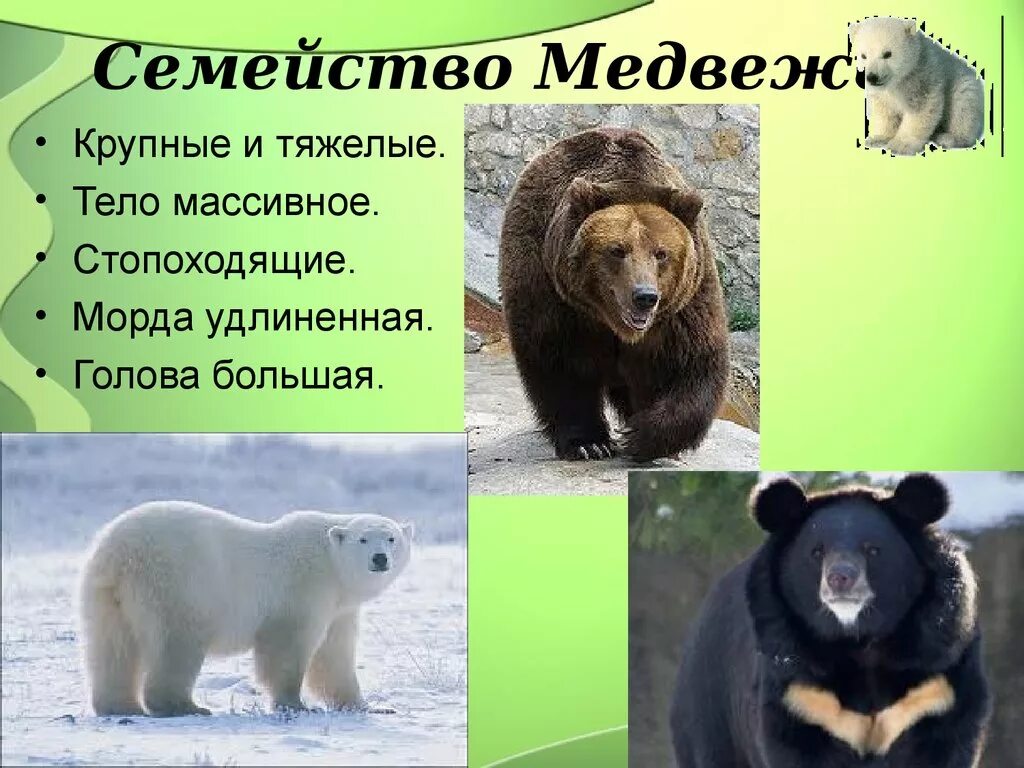 Хищные медвежьи представители. Семейство медвежьи описание. Представители отряда хищные медвежьи. Отряд медведь. Семейство медвежьи представители.
