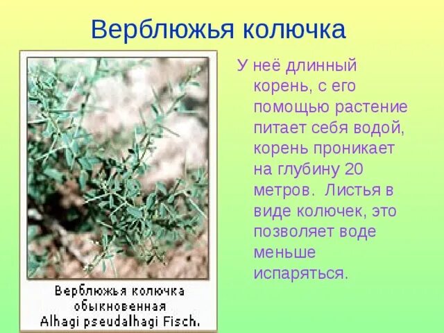 Верблюжья колючка сообщение 4 класс. Полупустыни растения верблюжья колючка. верблюжья колючка листья. верблюжья колючка аптечная. разновидности верблюжьей колючки.