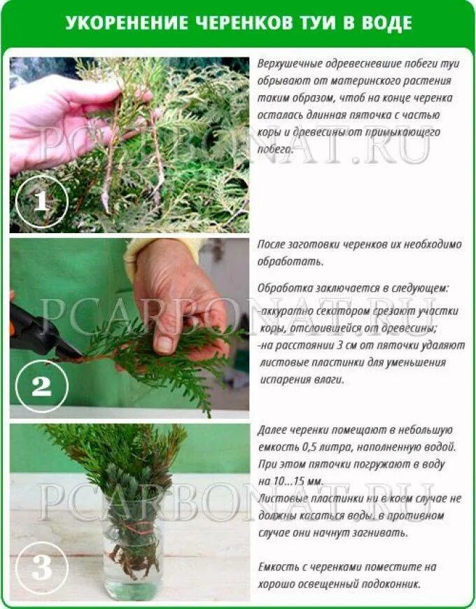 Как размножить шаровидную тую