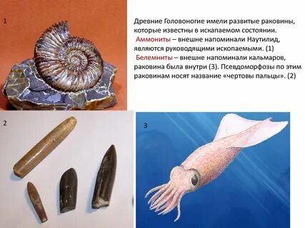 Головоногие моллюски раковина