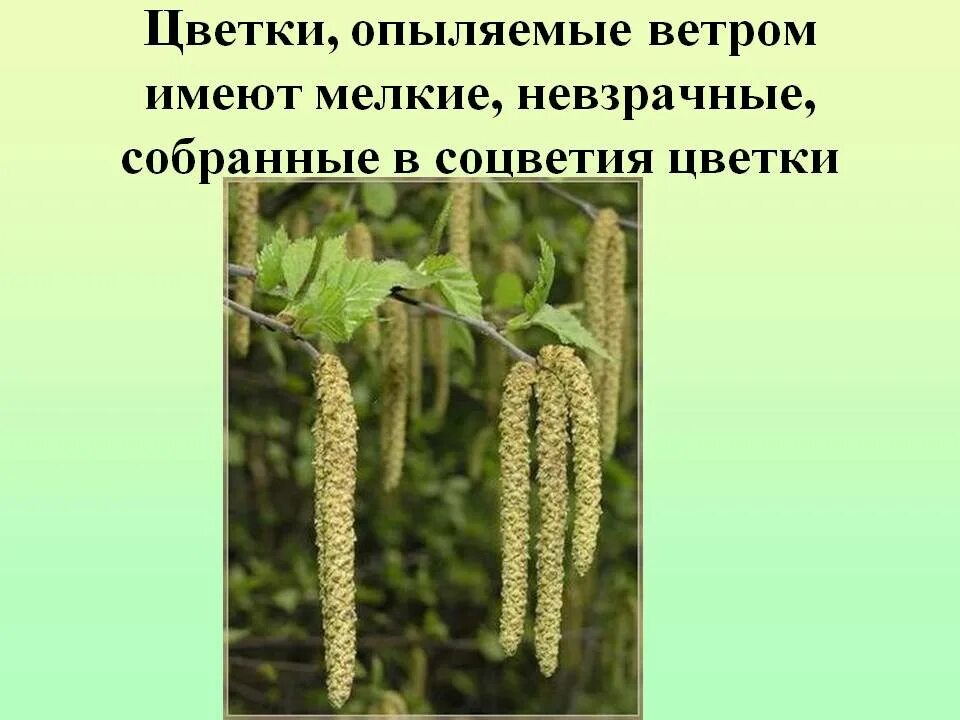 В ЦФО цветут аллергены: как защититься от сенной лихорадки? - МК Тула